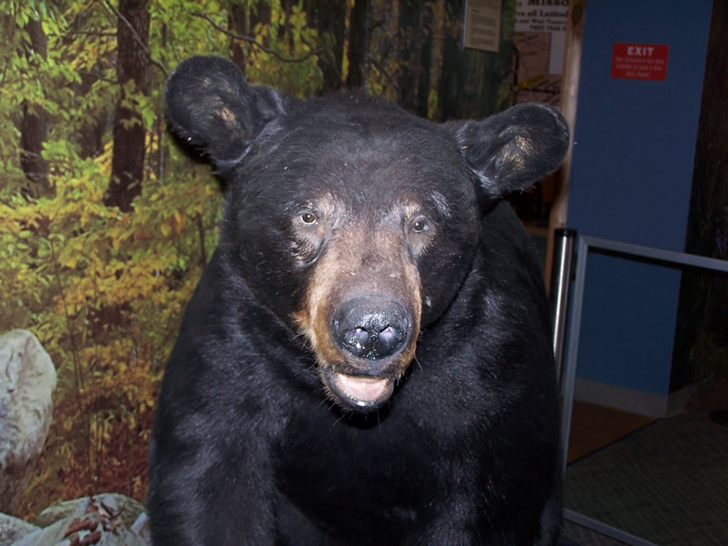 Black Bear