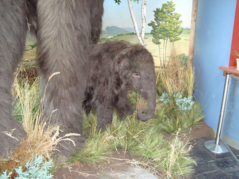 Baby mammoth exhbit